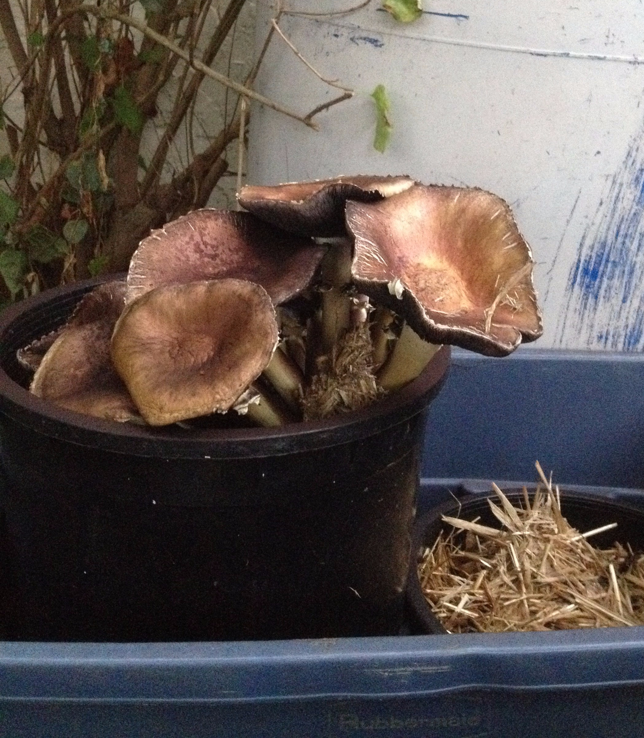 King Stropharia growing in pots