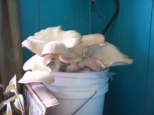 oyster bucket