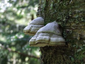 tinder polypore