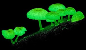 Mushroom-Glows