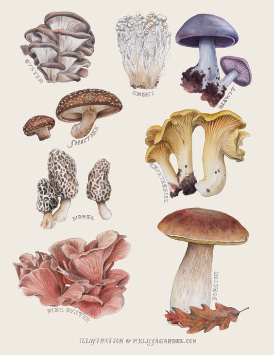 Edible Mushroom Catalog Created for Edible East Bay Magazine